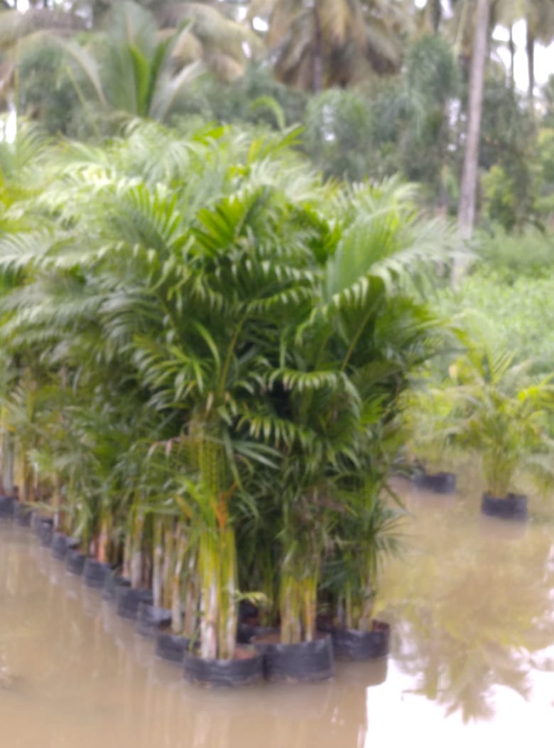 Best Kadiyam Nursery Call 6309717556, Kadiyam Nursery /kadiyam Online